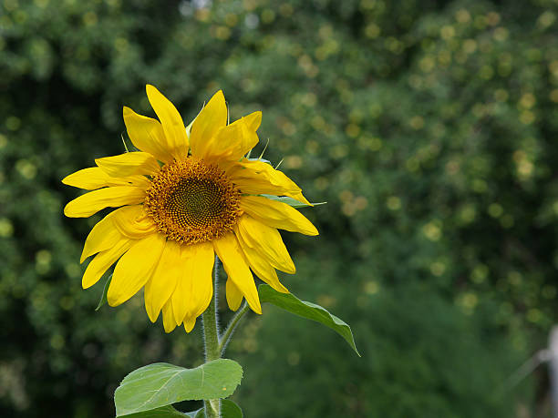 Sunflower stock photo