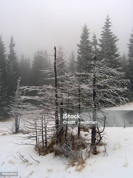 Und Bedeckter Tag Stockfoto und mehr Bilder von Ast - Pflanzenbestandteil - Ast - Pflanzenbestandteil, Baum, Bedeckter Himmel