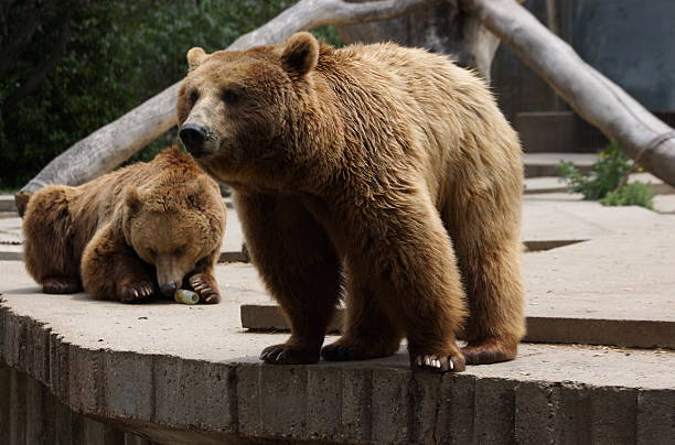 istock Brown bear in Madrid Zoo 91044951