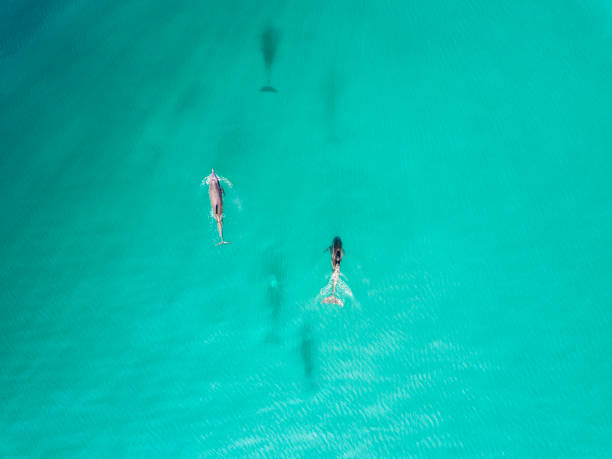 istock Aerial view of dolphins 910449582