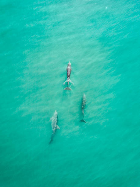 Aerial view of dolphins
