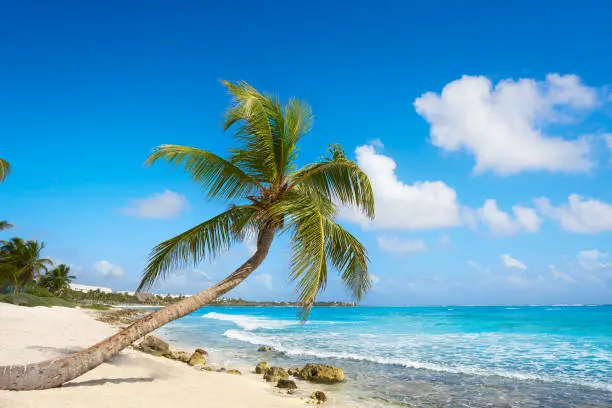 Akumal coconut palm tree beach in Riviera Maya of Mayan Mexico