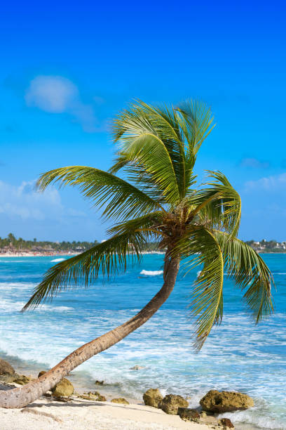 istock Akumal coconut palm tree beach Riviera Maya 910449950