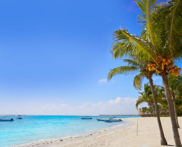 istock Akumal coconut palm tree beach Riviera Maya 910450060