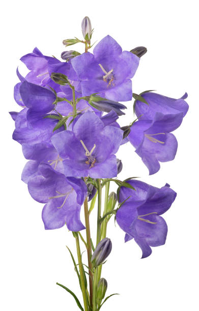 istock bunch of isolated violet bellflowers 910450110