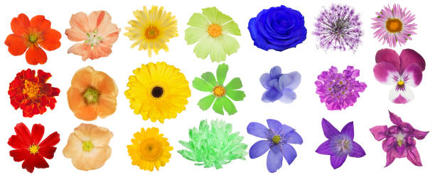 istock set of rainbow colors blooms on white 910450282