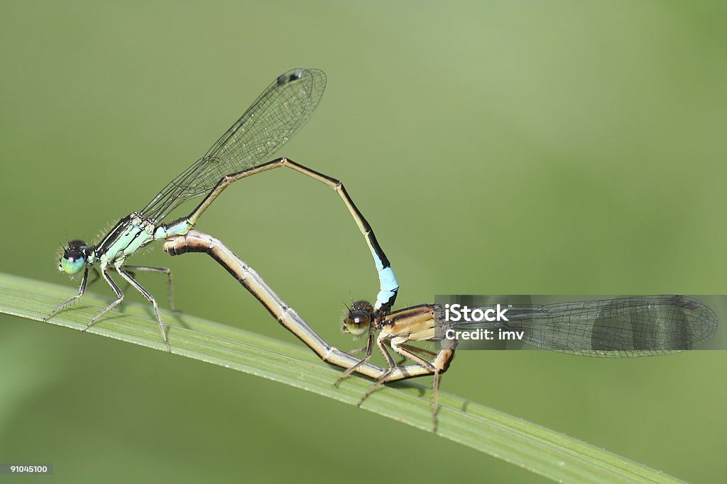 História de Amor - Royalty-free Acasalamento Foto de stock