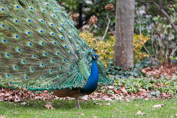 Indian Blue Peacock side view stock photo