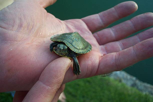 istock Baby Water Turtle in Hand 91045239