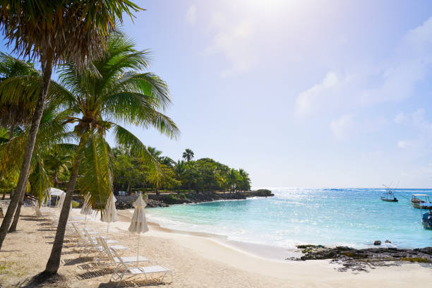 istock Akumal coconut palm tree beach Riviera Maya 910452836