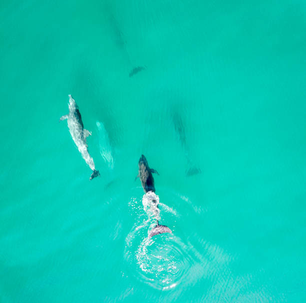 istock Aerial view of dolphins 910453484