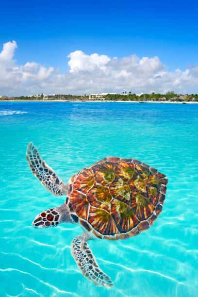 istock Akumal beach turtle photomount Riviera Maya 910453726