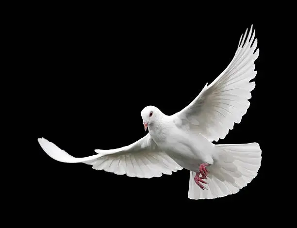 Photo of White Dove in Flight 6