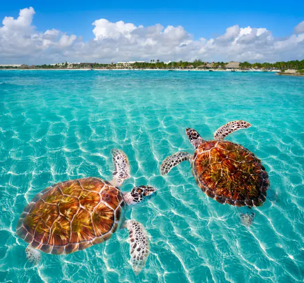 Akumal beach turtles photomount in Riviera Maya of Mayan Mexico