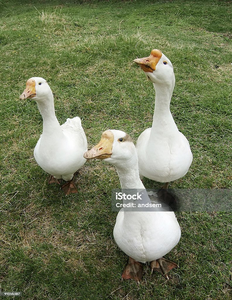 Weiße Gänse auf einer grünen Rasen - Lizenzfrei Gans - Vogel Stock-Foto