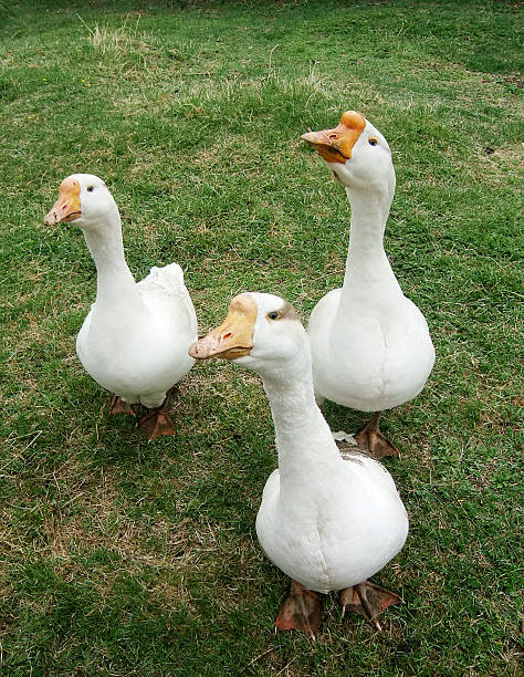 istock white geese on a green lawn 91045387