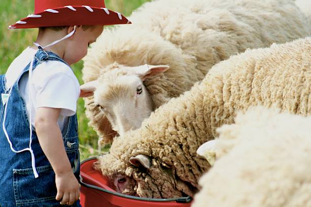 istock Little Cowboy with sheep 91045448