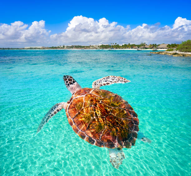 istock Akumal beach turtle photomount Riviera Maya 910456030
