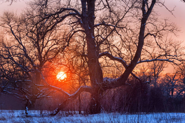 coucher de soleil scène d’hiver avec le soleil derrière un vieil arbre - tranquil scene tree sunset snow photos et images de collection