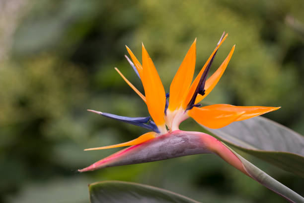 istock Bird-of-paradise flower 910456418