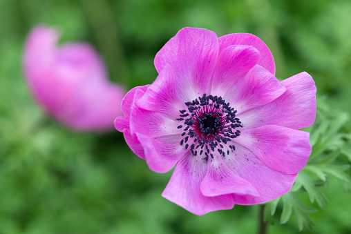 Close-up of a pink Japanese anemone blossom (anemone hupehensis) with blurry foreground and background