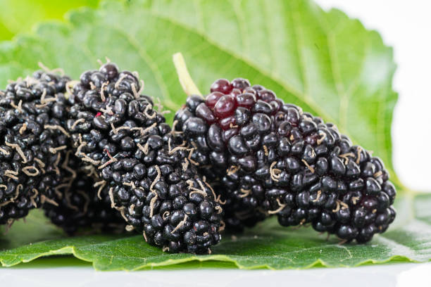 istock Close up mulberry fruit with green leaf 910456712