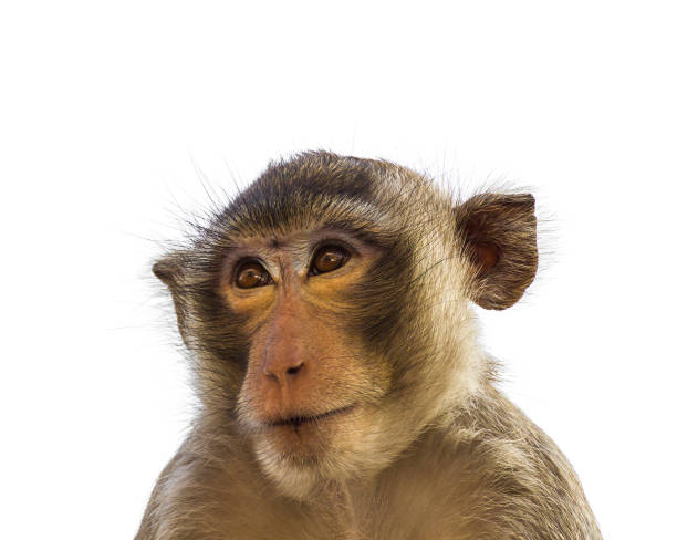 Macaque monkey isolated on white Close up face of Macaque monkey isolated on white background macaque stock pictures, royalty-free photos & images