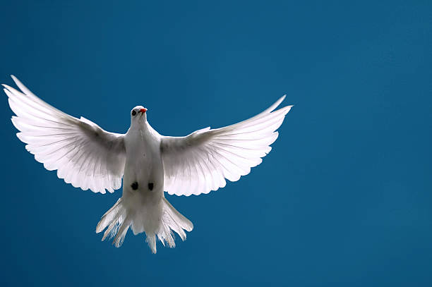 istock White dove with outstretched wings - flying on blue sky 91045686