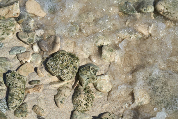 istock Riviera Maya coral reef on beach sand Mexico 910457252