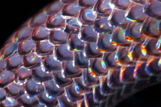 istock close up of sunbeam snake(xenopeltris unicolor) scale texture 910457442