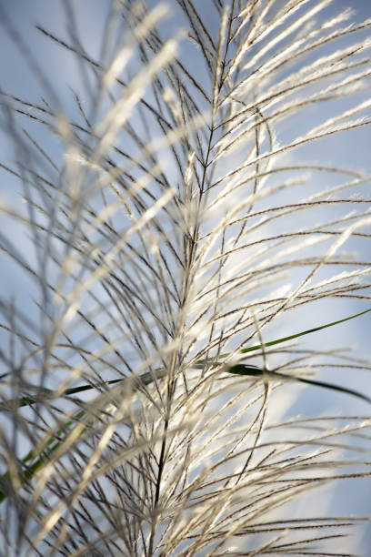 istock white reeds grass texture as background with blue sky. 910457550