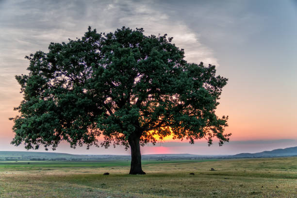 istock Beautiful landscape with green vegetation, a lonely big tree and a blue sunset sky with clouds 910458040
