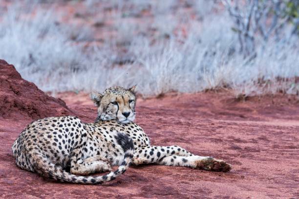 istock Ghepardo, Tsavo East - Kenia 910463966
