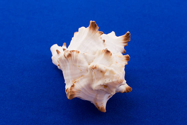 istock the cockle-shell isolated on blue velvet 91046465