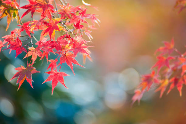 istock Maple leaves change color in autumn season 910467820