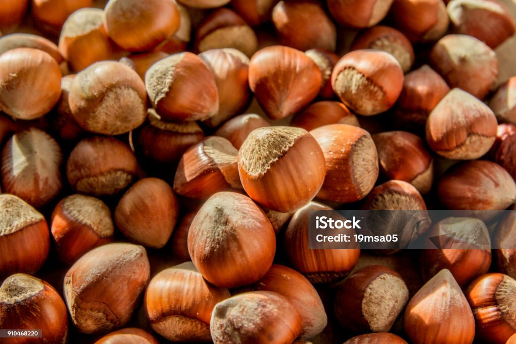 Hazelnuts nuts Autumn Stock Photo
