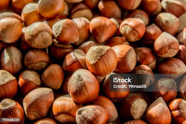 Hazelnuts Stock Photo - Download Image Now - Autumn, Backgrounds, Bird