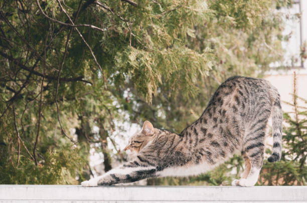 istock Beautiful young cat or kitty stretching on the garden wall after sleeping 910468266