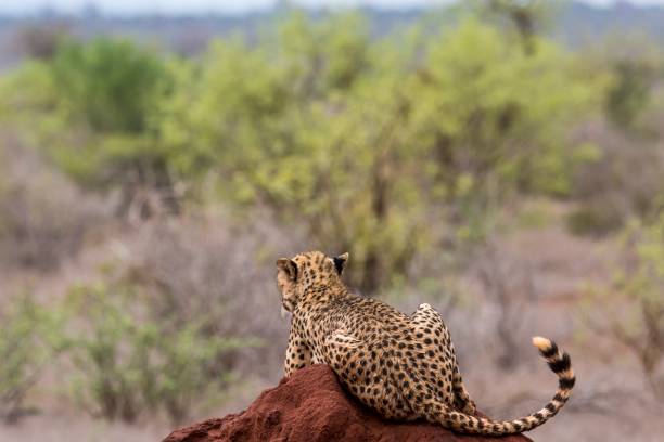 istock Ghepardo, Tsavo East - Kenia 910468392