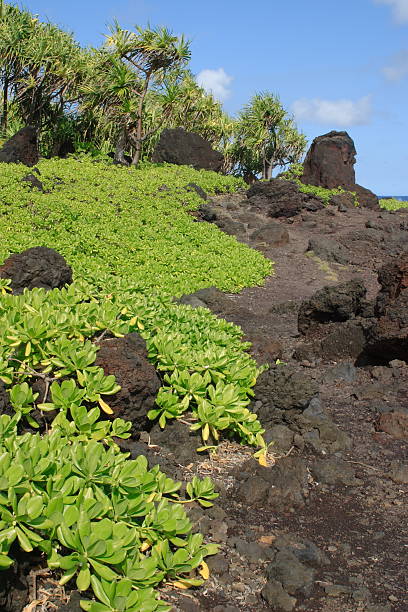 istock Waianapanapa State Park 91046850