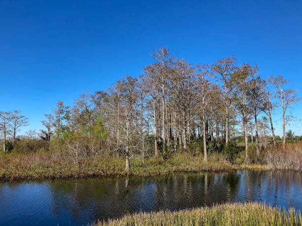 istock windy winter swamp landscape 910469056