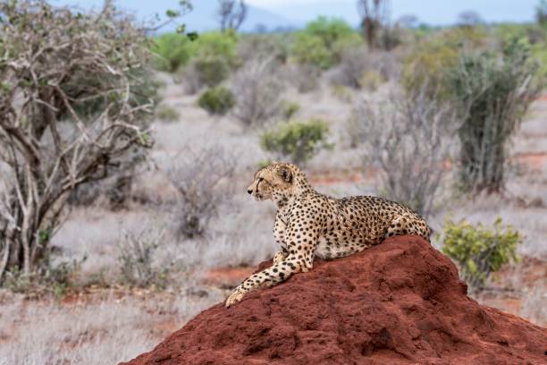 istock Ghepardo, Tsavo East - Kenia 910469080