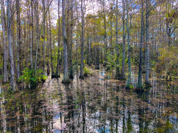 istock autumn cypress swamp landscape 910471364