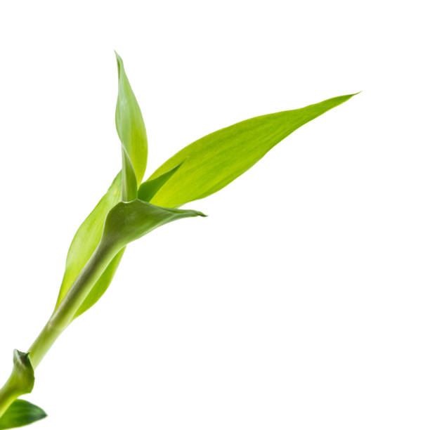 istock small bamboo sprout on the white background 910471846