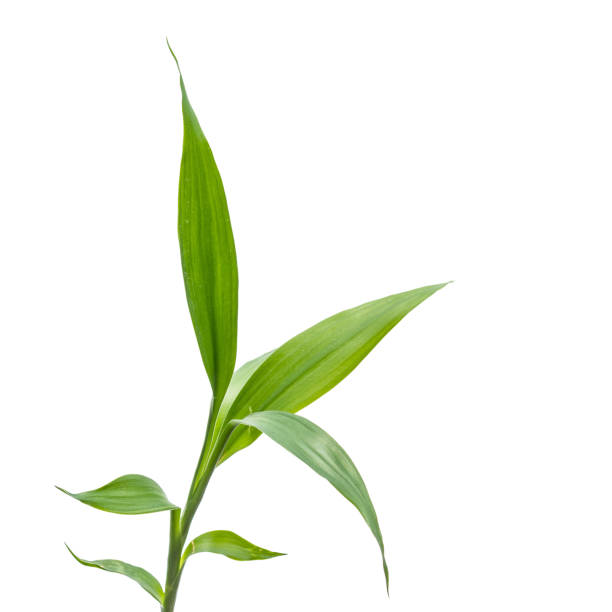 small bamboo sprout on the white background stock photo