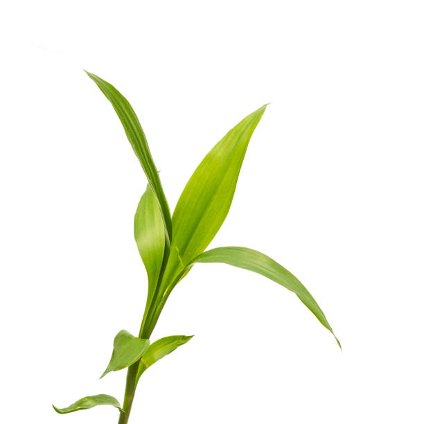 istock small bamboo sprout on the white background 910471872