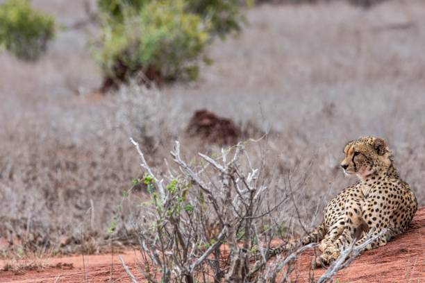 istock Ghepardo, Tsavo East - Kenia 910472680