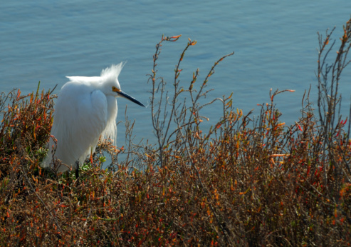 Little Egret relaxing by the Orbetello Laguna, Grosseto Province