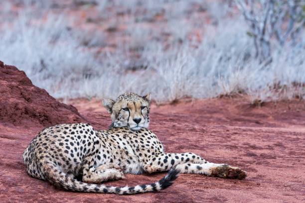 istock Ghepardo, Tsavo East - Kenia 910472884