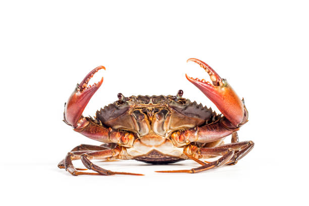 The crab on the white background. The crab on the white background. crab photos stock pictures, royalty-free photos & images